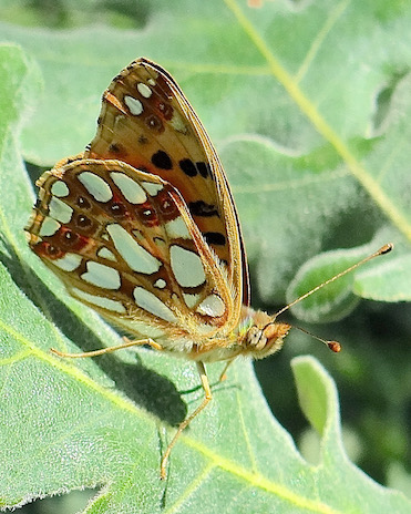 Queen of Spain fritillary
